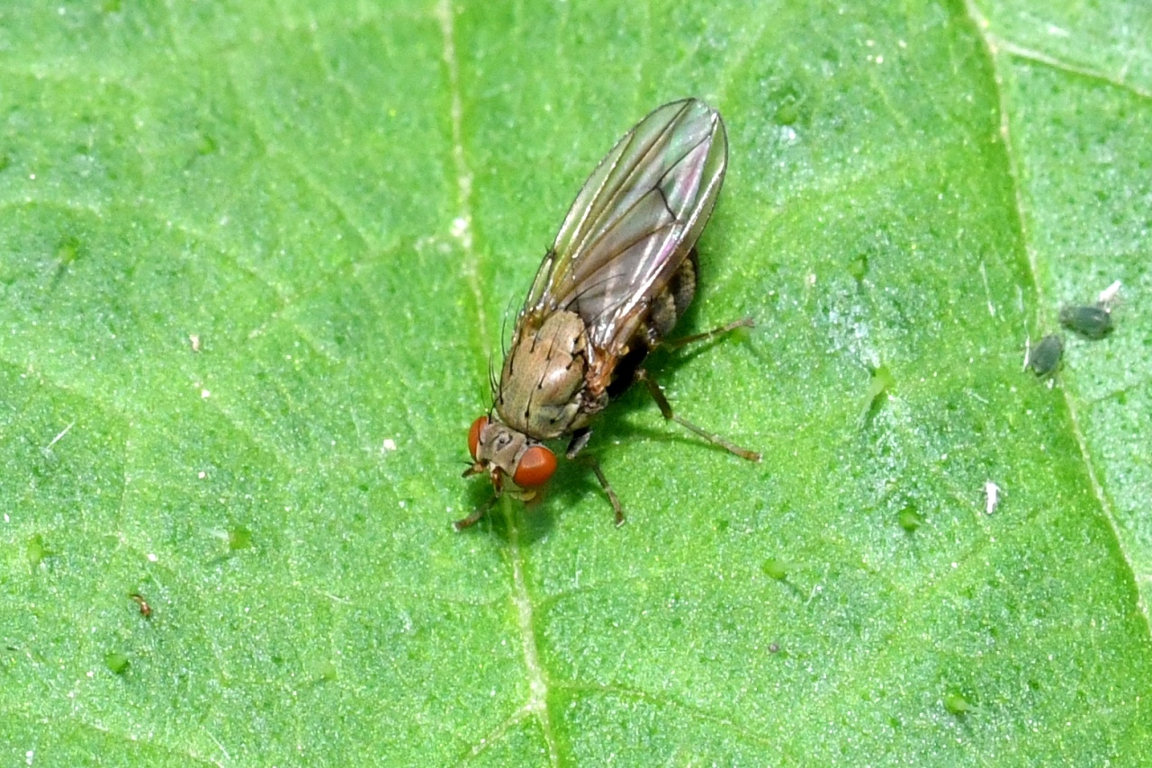 Notiphila sp