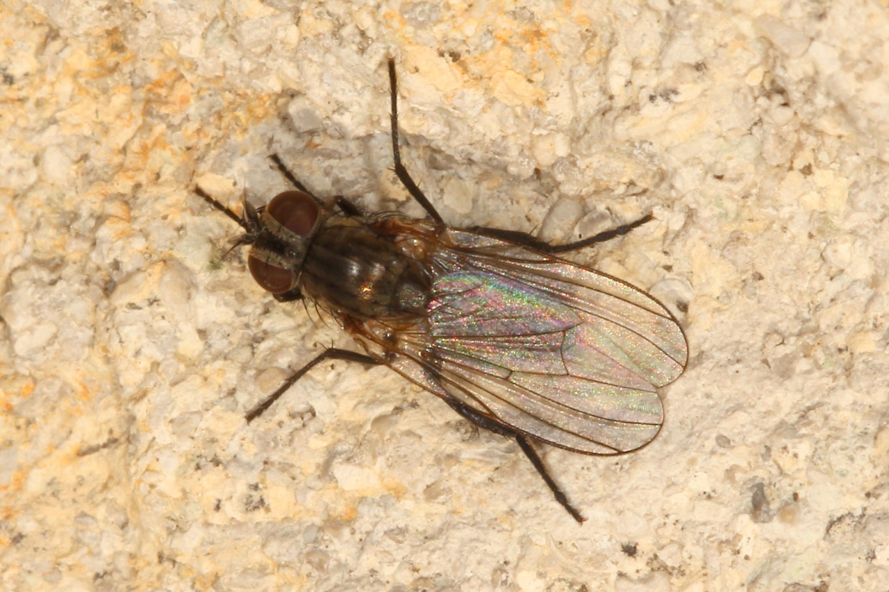 Fannia sp