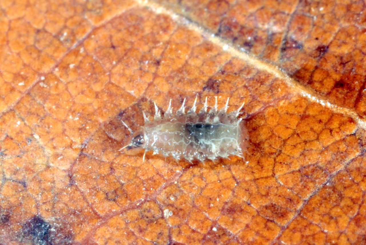 Fannia sp (larve)
