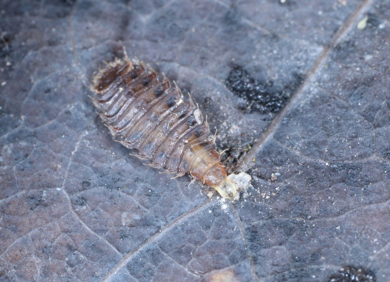 Fannia tuberculata (Zetterstedt, 1849) (larve)