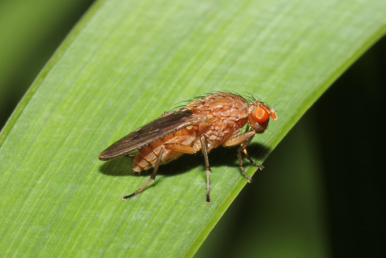 Suillia variegata (Loew, 1862)