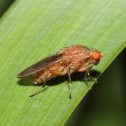 Suillia variegata (Loew, 1862)