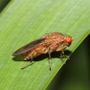 Suillia variegata (Loew, 1862)