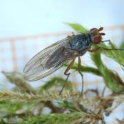 Tephrochlamys rufiventris (Meigen, 1830) (femelle)