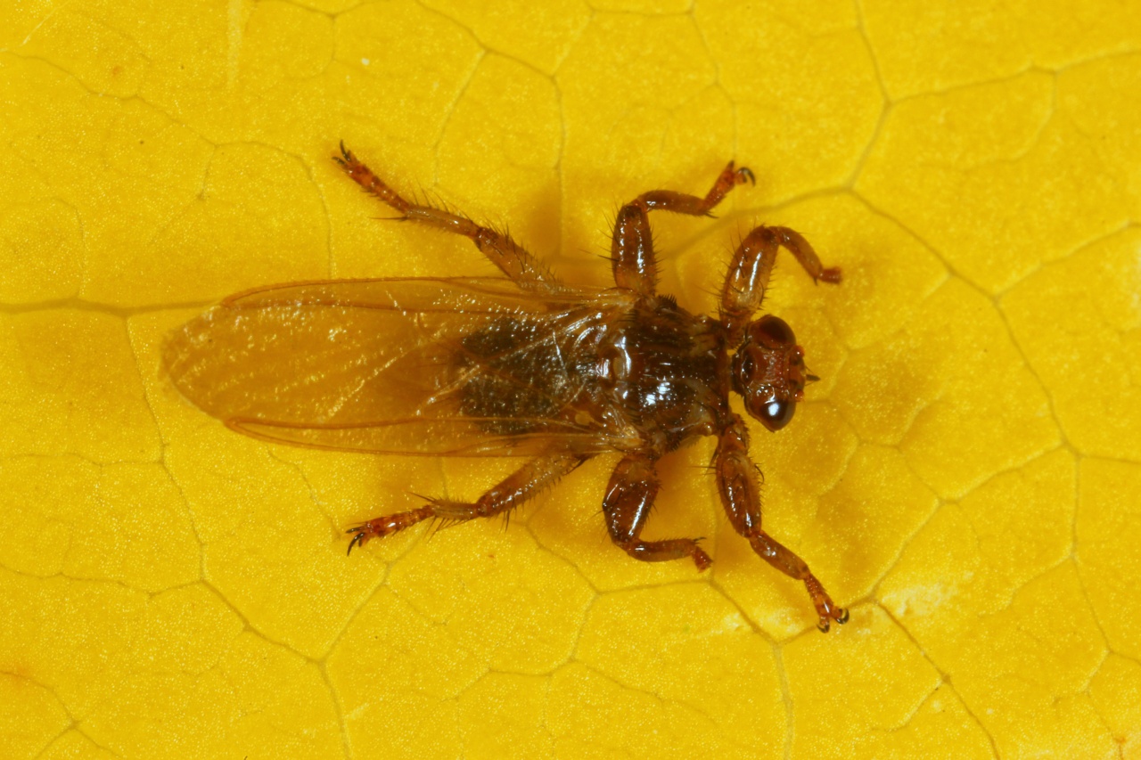 Lipoptena cervi (Linnaeus, 1758) - Mouche du Cerf