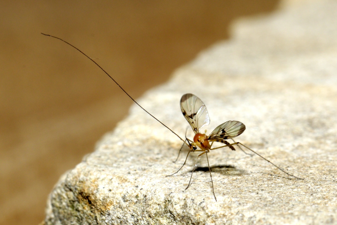 Macrocera phalerata Wiedemann in Meigen, 1818 (mâle)