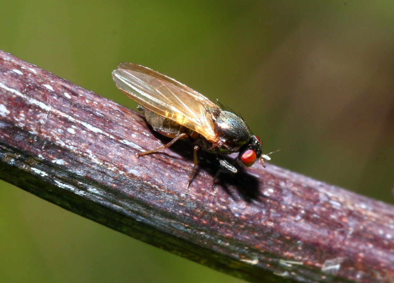 Calliopum sp (femelle)