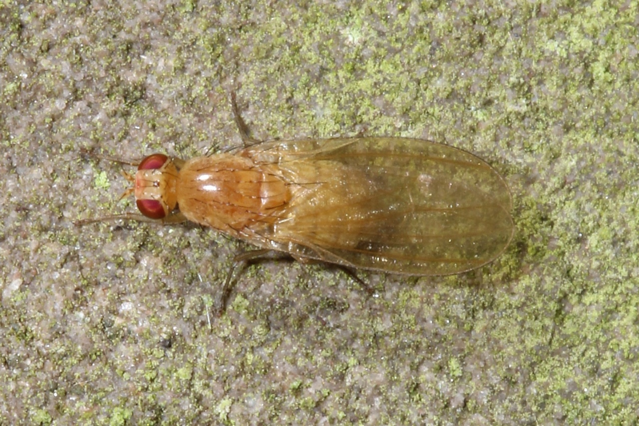 Lyciella sp 