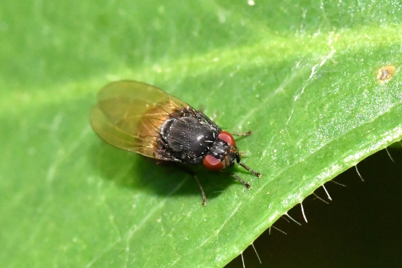 Minettia longipennis (Fabricius, 1794) 