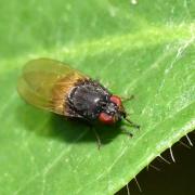 Minettia longipennis (Fabricius, 1794) 