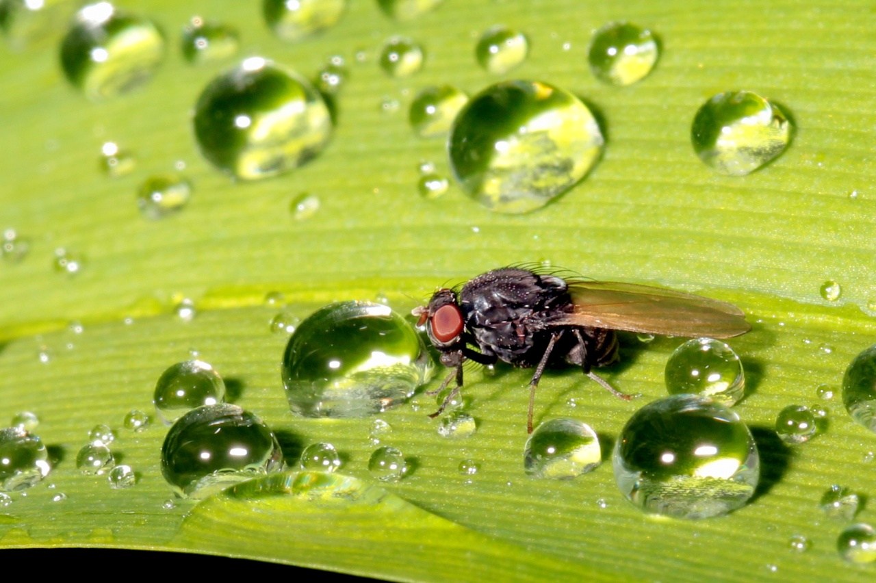 Minettia longipennis (Fabricius, 1794)