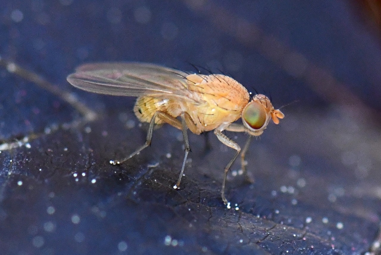 Sapromyzosoma laevatrispina (Carles-Tolrá, 1992)