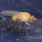 Sapromyzosoma laevatrispina (Carles-Tolrá, 1992)