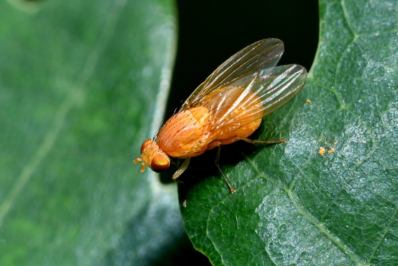 Sapromyzosoma quadricincta (Becker, 1895)