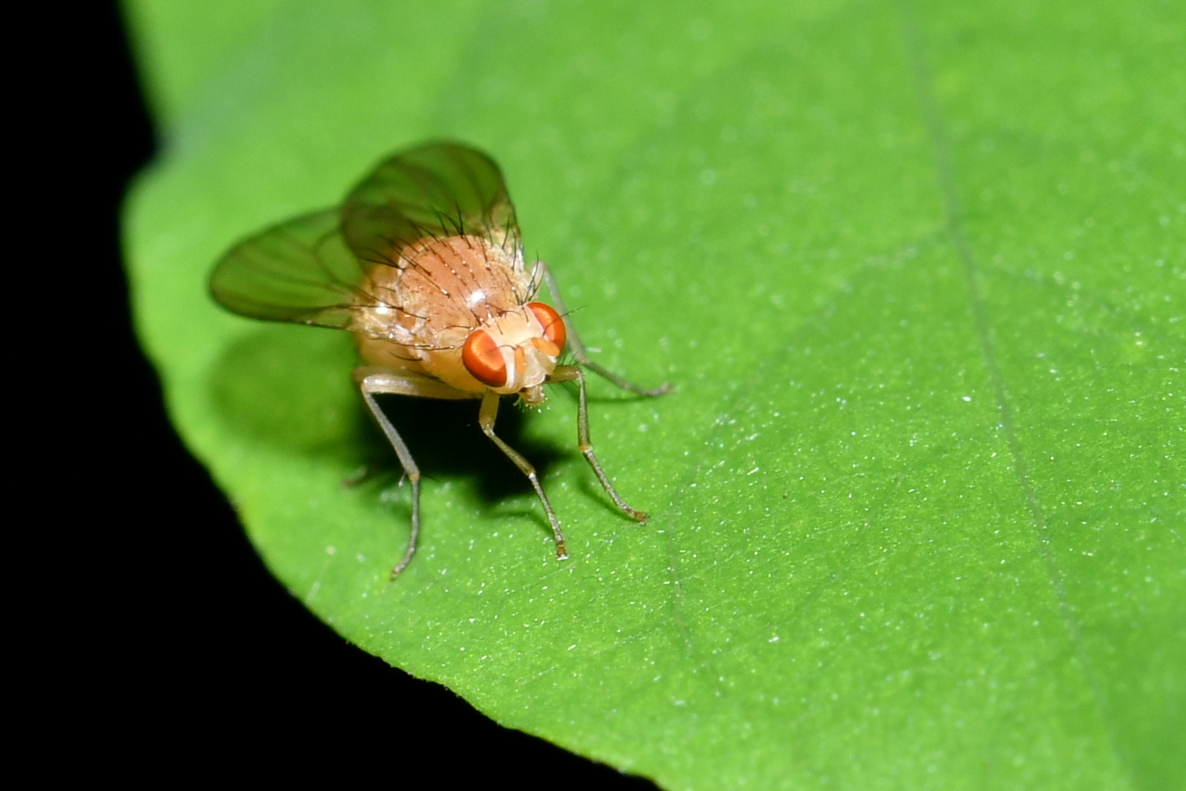 Tricholauxania praeusta (Fallén, 1820) (femelle)