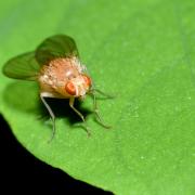 Tricholauxania praeusta (Fallén, 1820) (femelle)