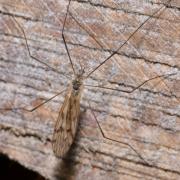 Dactylolabis transversa (Meigen, 1804)
