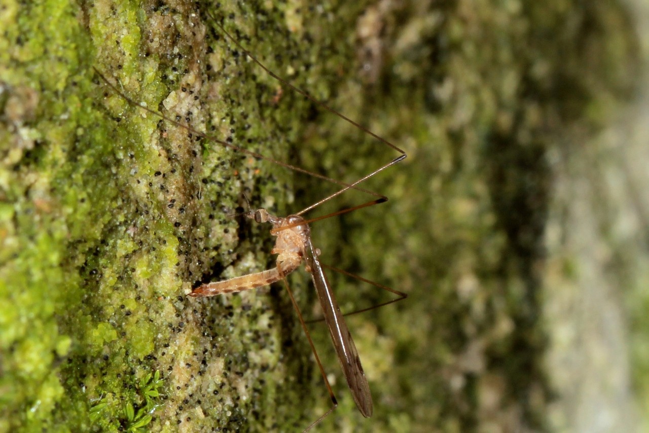 Dicranomyia chorea (Meigen, 1818)