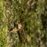 Dicranomyia chorea (Meigen, 1818)