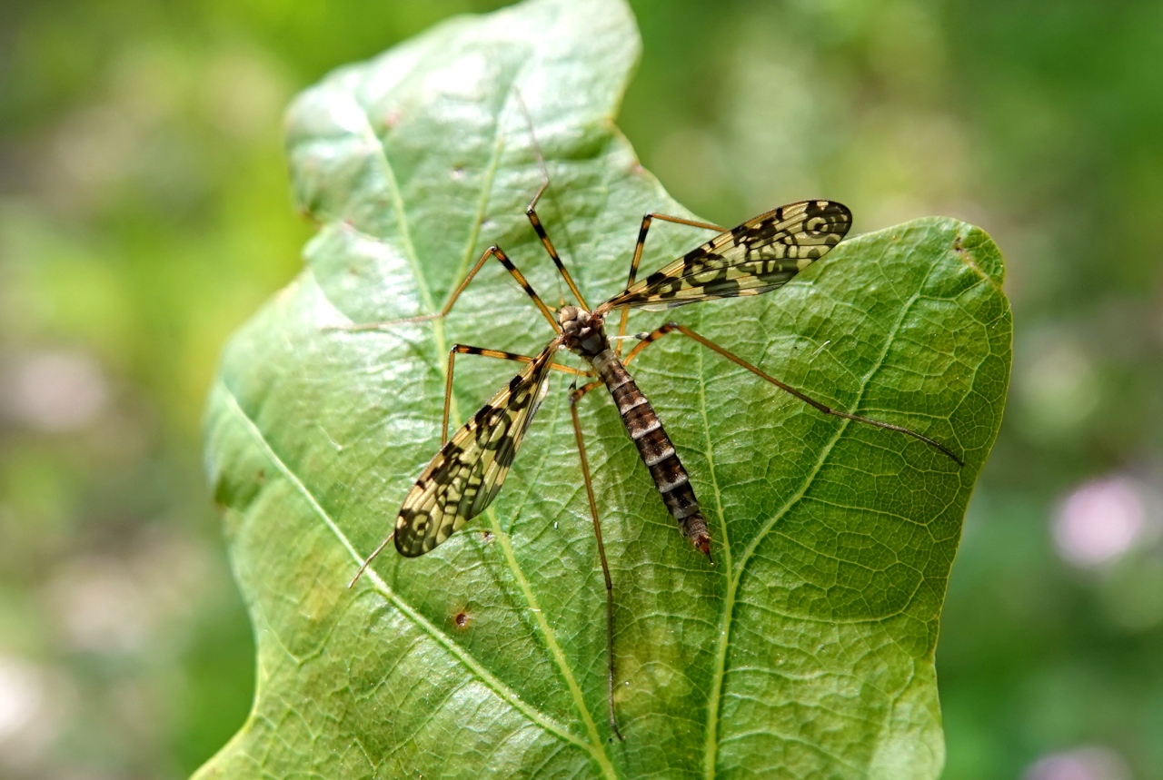 Epiphragma ocellare (Linnaeus, 1760) (femelle)