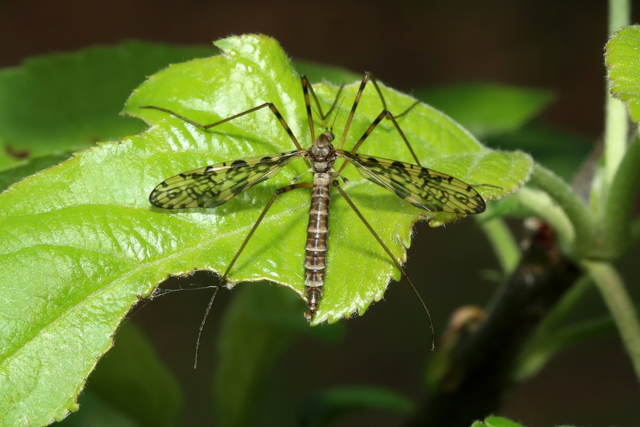 Epiphragma ocellare (Linnaeus, 1760) (femelle)