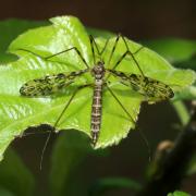 Epiphragma ocellare (Linnaeus, 1760) (femelle)