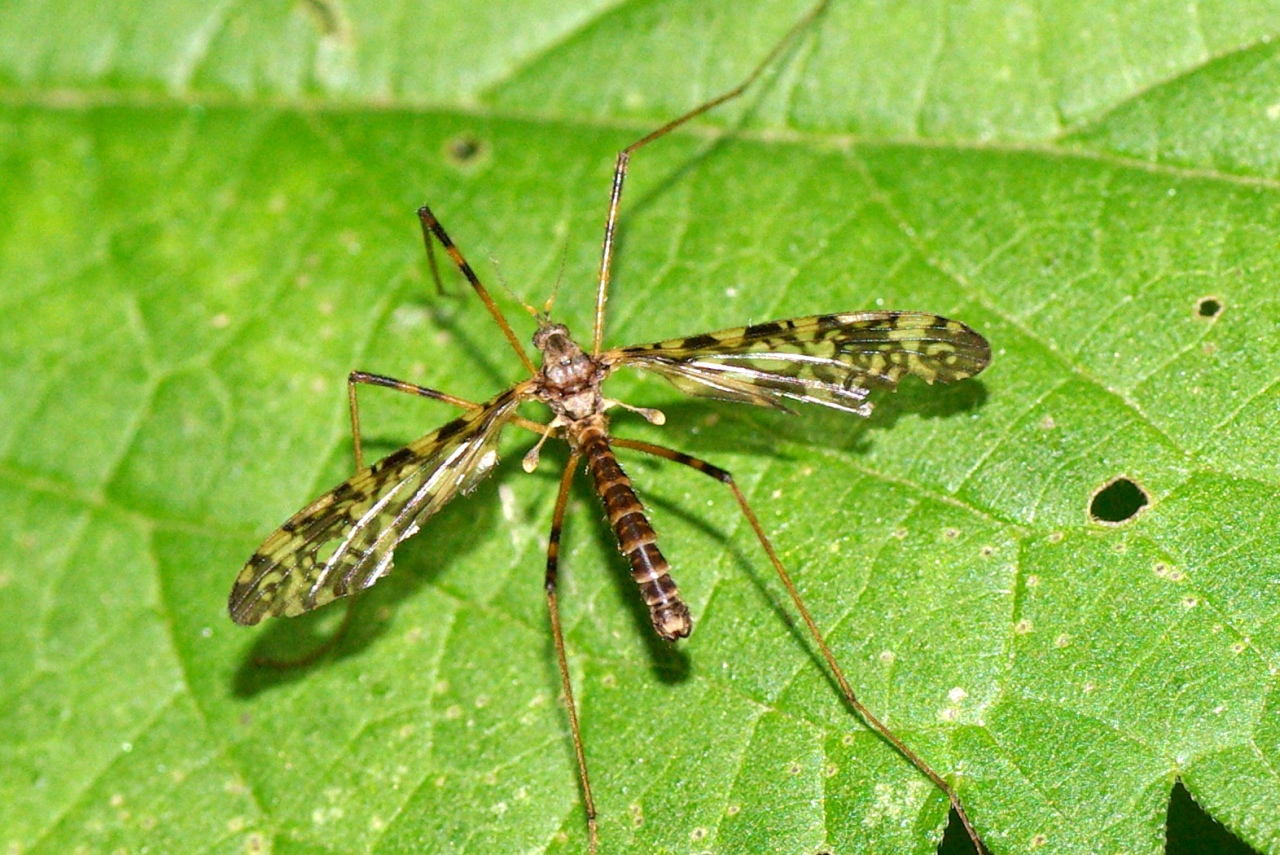 Epiphragma ocellare (Linnaeus, 1760) (mâle)