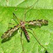 Epiphragma ocellare (Linnaeus, 1760) (mâle)