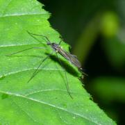 Gnophomyia sp (femelle)