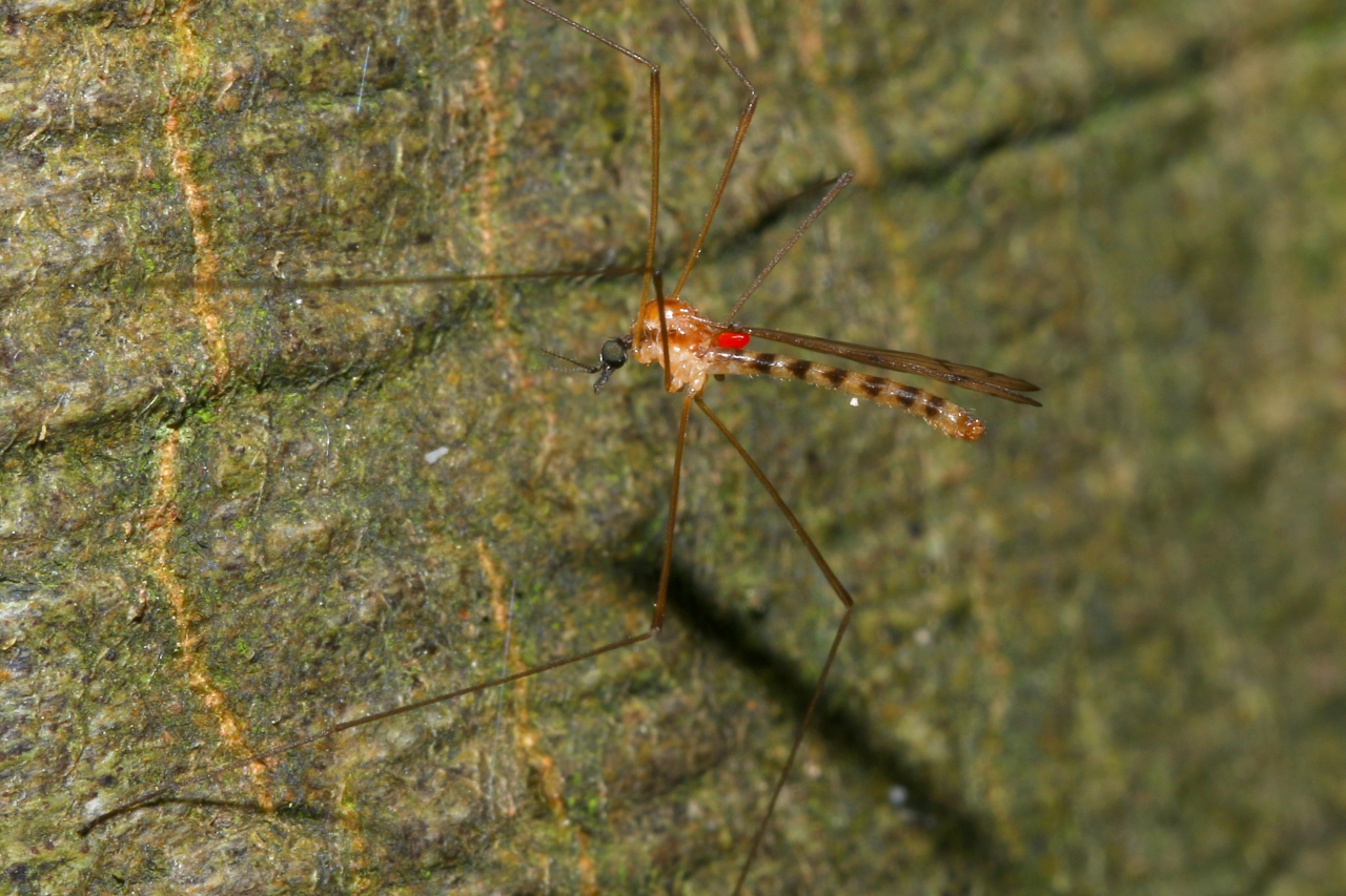 Limonia nigropunctata (Schummel, 1829) (mâle)