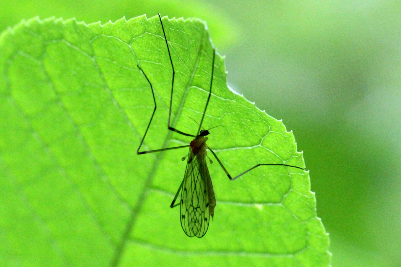 Limonia nigropunctata (Schummel, 1829) (femelle)