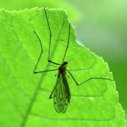 Limonia nigropunctata (Schummel, 1829) (femelle)