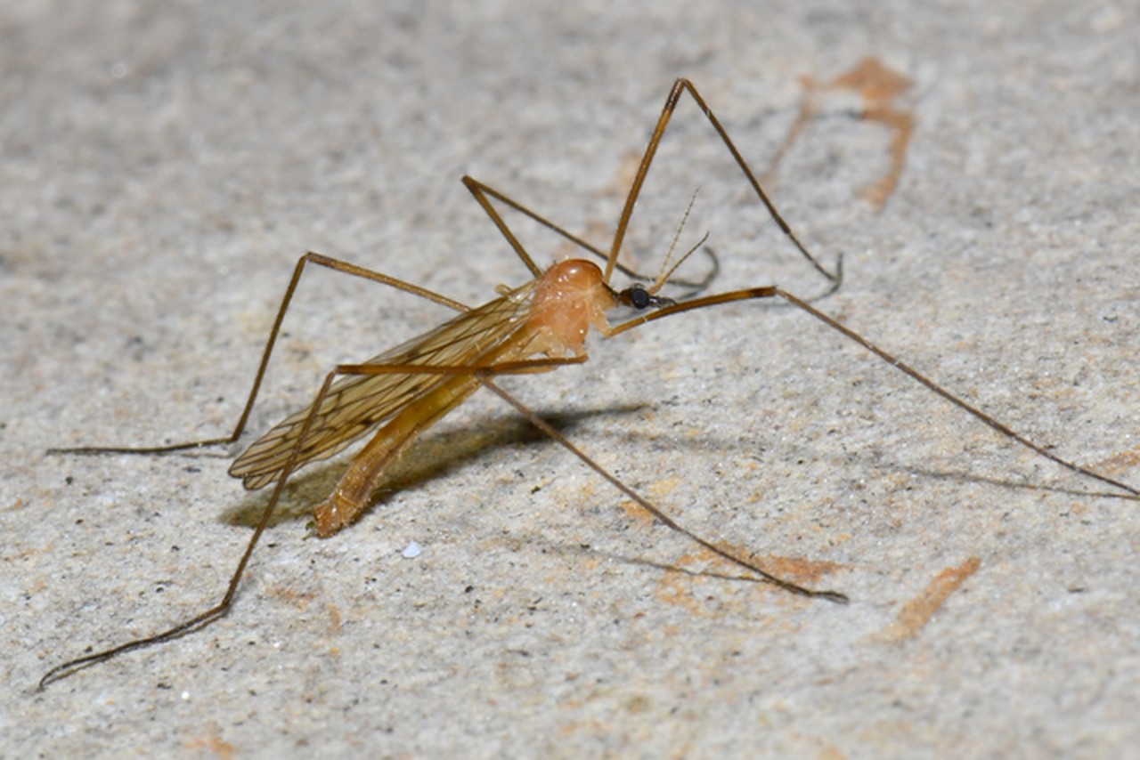 Limonia phragmitidis (Schrank, 1781)