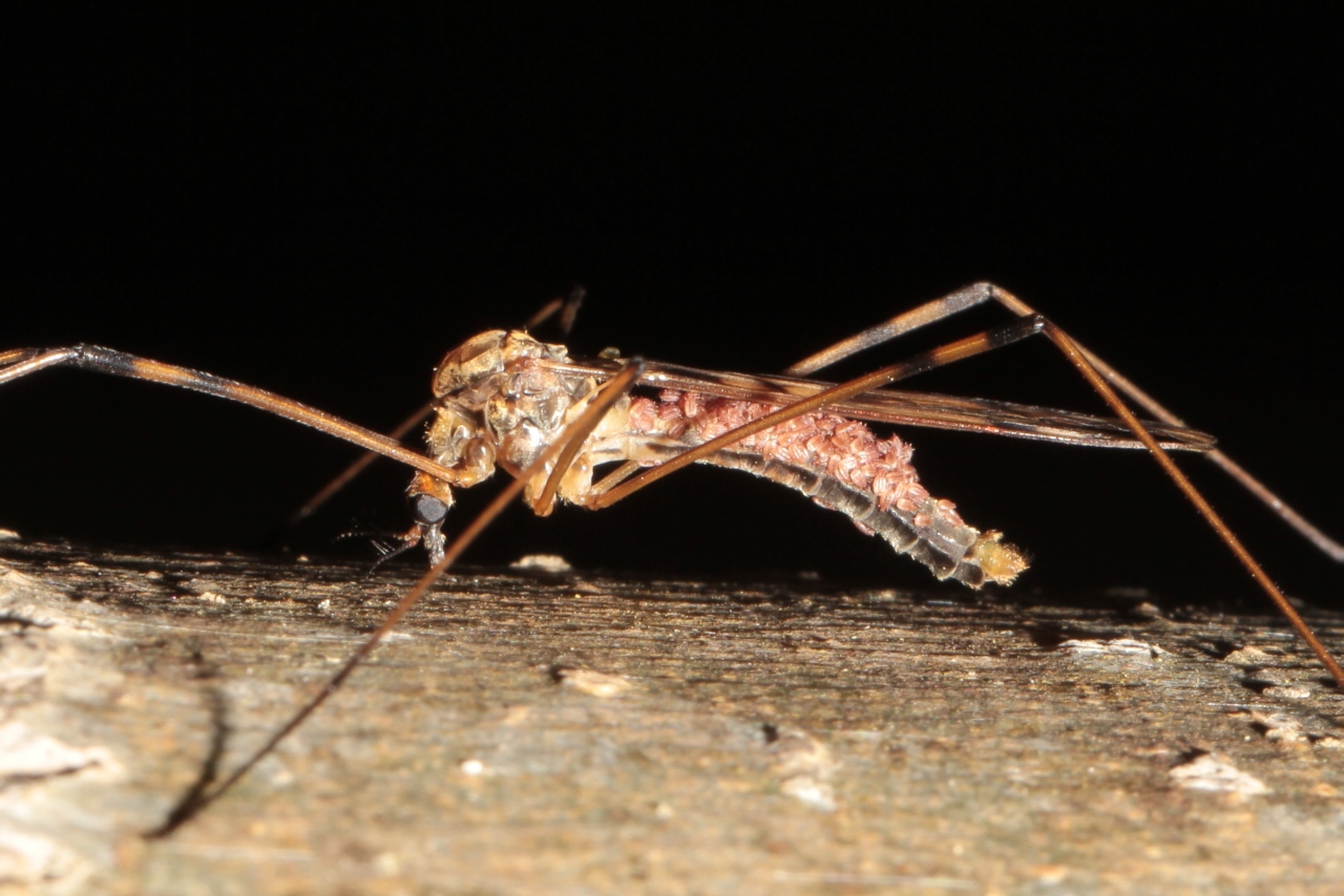 Metalimnobia quadrimaculata (Linnaeus, 1760) (mâle)