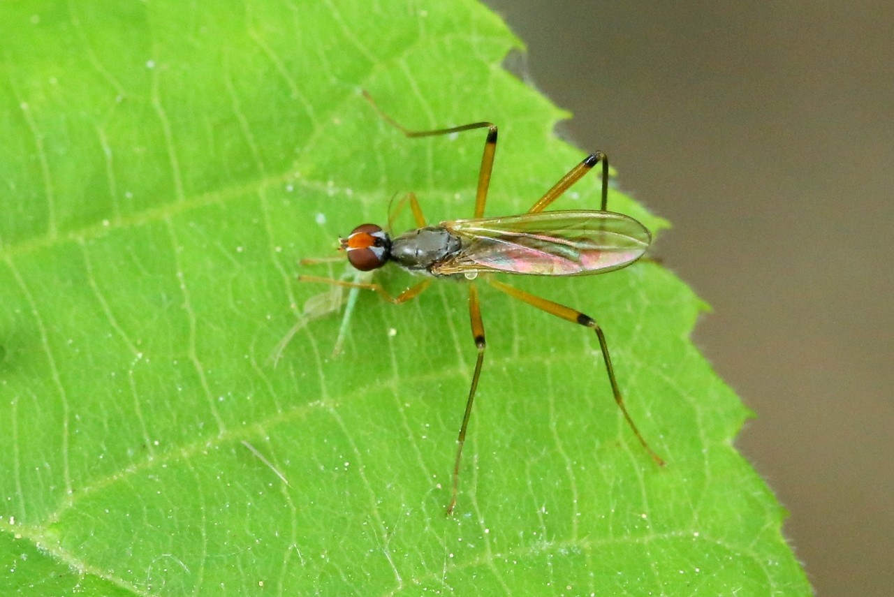 Neria cibaria (Linnaeus, 1758) (mâle)