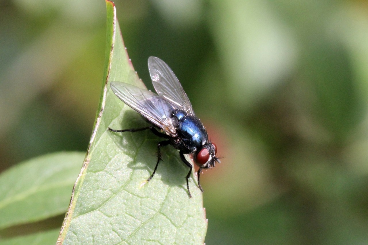 Eudasyphora cyanicolor (Zetterstedt, 1845) (femelle)