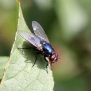 Eudasyphora cyanicolor (Zetterstedt, 1845) (femelle)