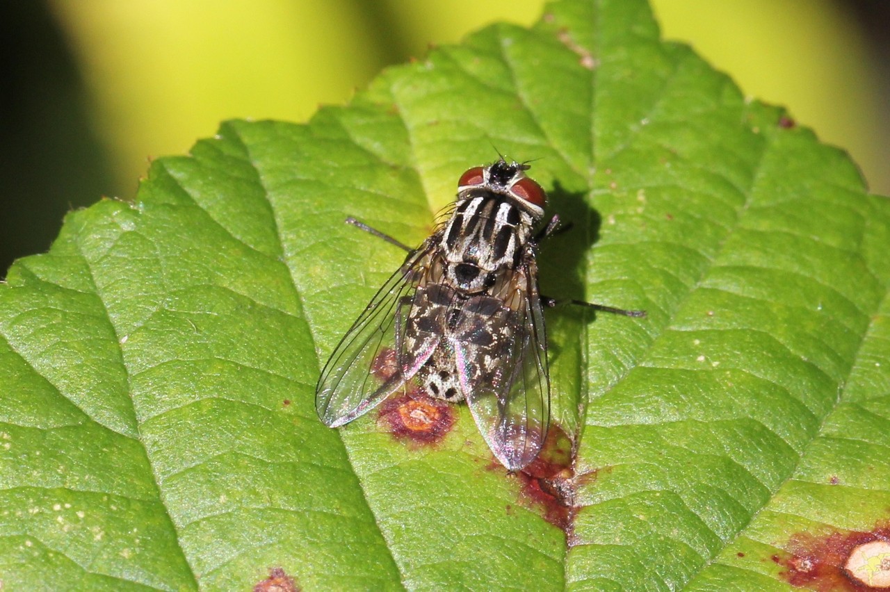 Graphomya maculata (Scopoli, 1763)