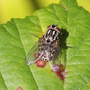 Graphomya maculata (Scopoli, 1763)