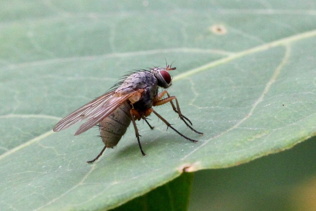 Helina impuncta (Fallén, 1825) (femelle)