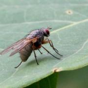 Helina impuncta (Fallén, 1825) (femelle)