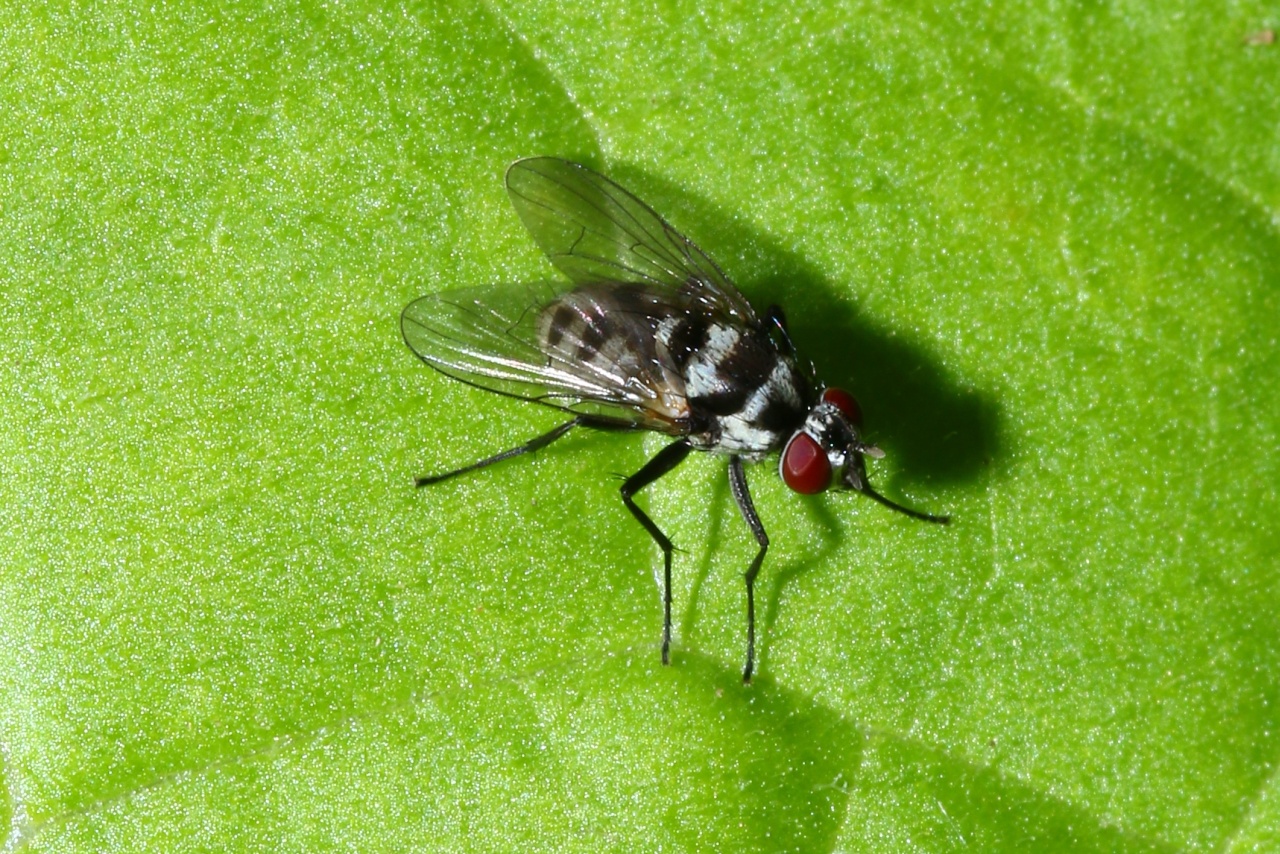 Limnophora obsignata (Rondani, 1866) (femelle)