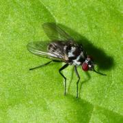 Limnophora obsignata (Rondani, 1866) (femelle)