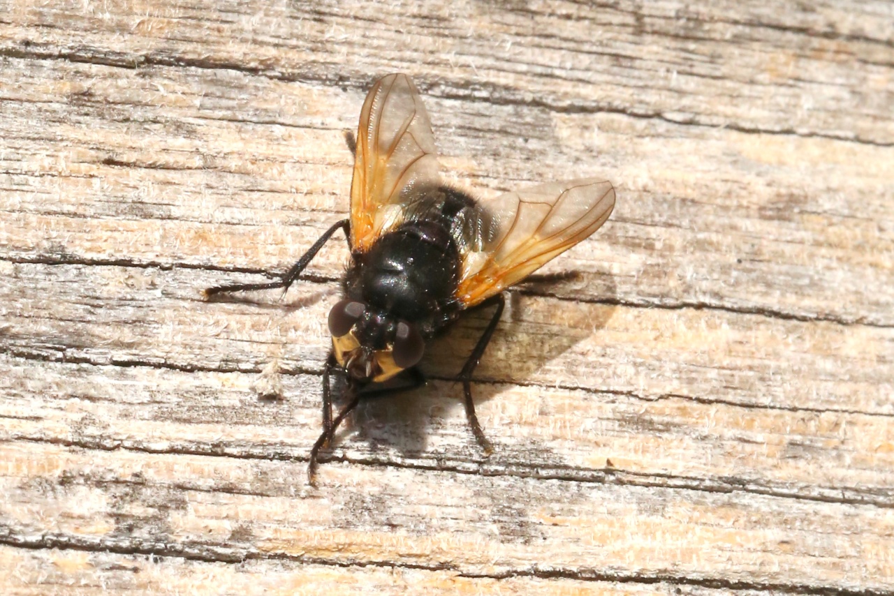 Mesembrina meridiana (Linnaeus, 1758) - Mésembrine de midi (femelle)