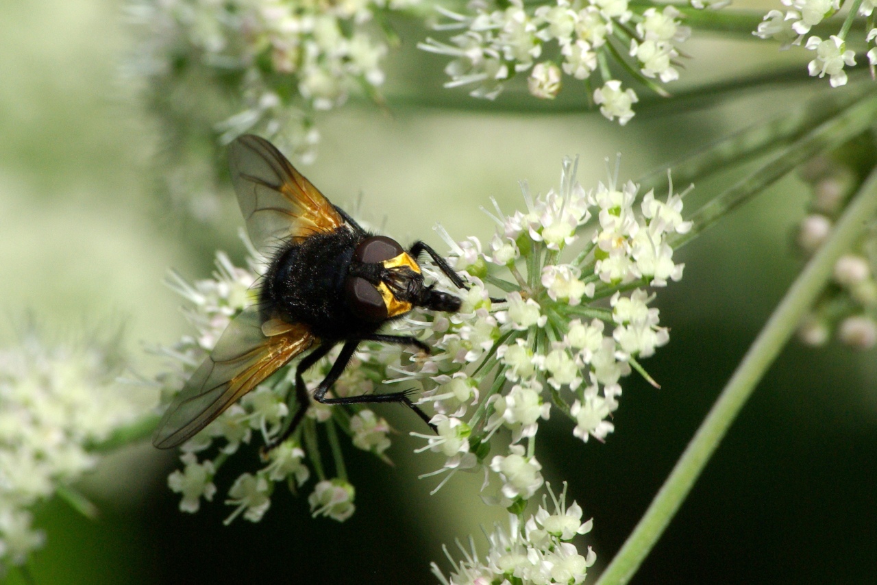 Mesembrina meridiana (Linnaeus, 1758) - Mésembrine de midi (mâle)