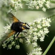 Mesembrina meridiana (Linnaeus, 1758) - Mésembrine de midi (mâle)