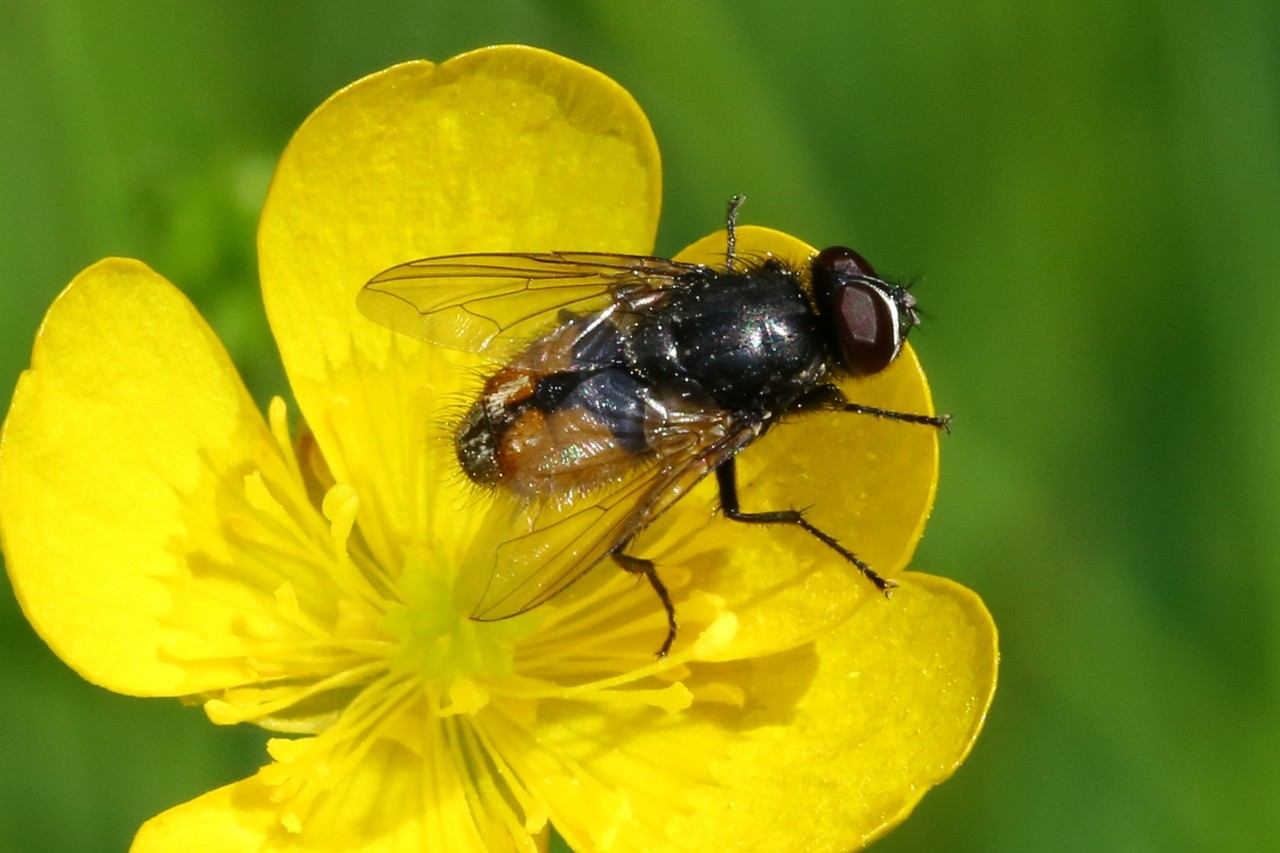 Musca autumnalis De Geer, 1776 - Mouche faciale (mâle)