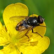 Musca autumnalis De Geer, 1776 - Mouche faciale (mâle)