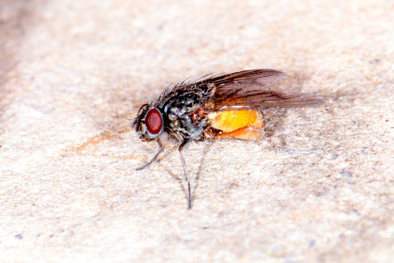 Musca domestica Linnaeus, 1758 - Mouche domestique (femelle)