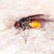 Musca domestica Linnaeus, 1758 - Mouche domestique (femelle)